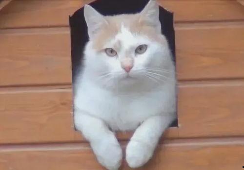 娱乐吃瓜酱小猫睡在哪里,小猫的温馨睡眠角落揭秘